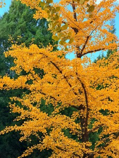 秋日金黄银杏树枝叶繁茂