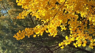 秋日金黄银杏树叶美景