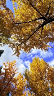 秋日金黄树林仰望天空