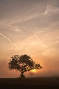 夕阳下的孤独树