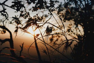 夕阳下的枝叶剪影