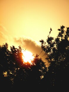夕阳透过树梢的美丽景象