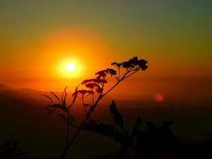 夕阳下的植物剪影