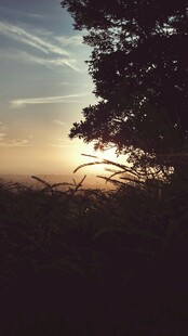 日落时分的树影美景