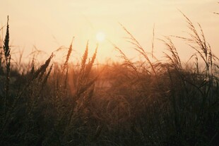 夕阳下的草地美景