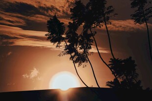 夕阳下的椰树剪影美景