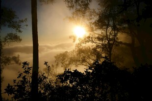 日出林间薄雾弥漫美景