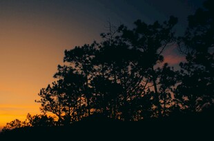 夕阳下的树木剪影