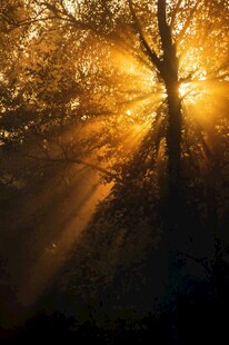 林间夕照