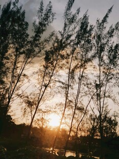 夕阳下的树林剪影