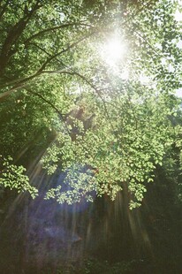 阳光穿透树叶的林间美景