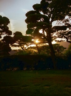 夕阳下的树林美景