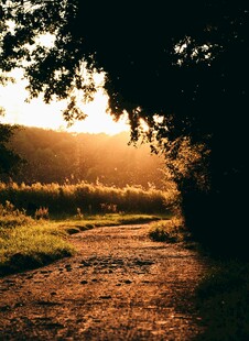 夕阳下的林间小道
