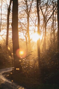 林间夕阳下的静谧小道