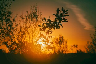 夕阳下的树木剪影