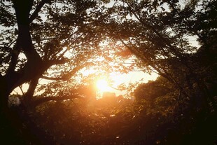 夕阳透过树林洒下暖光