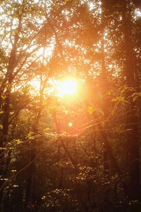 林间夕阳