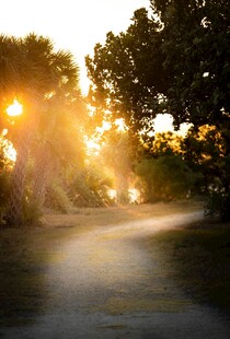 夕阳下的林间小路