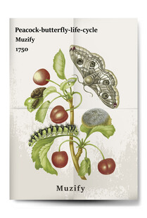 复古孔雀蝴蝶与番茄海报