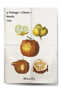 5款入 复古柑橘海报