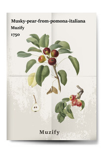 复古麝香梨植物海报