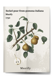 复古塞克尔梨水果海报