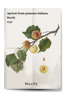 复古杏子水果海报