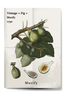 复古无花果和花藤植物海报