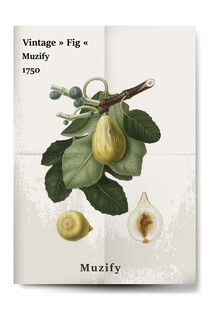 复古无花果植物海报