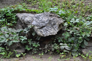 公园风景  