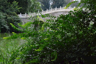 公园风景  