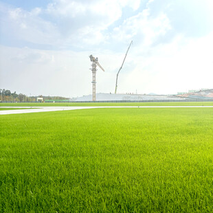 绿色田野与远处风车景观
