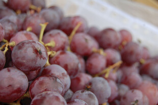 新鲜紫葡萄特写
