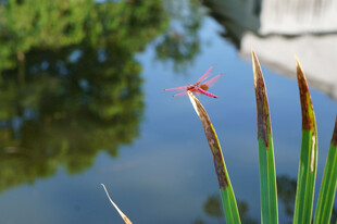 水边红蜻蜓立于绿植间
