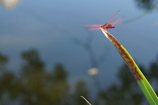 红蜻蜓立于草尖