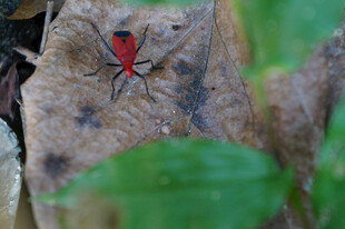 红叶上的红黑小昆虫