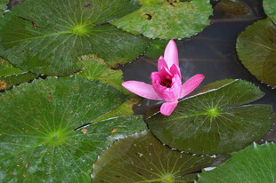 粉色睡莲绽放于绿叶间