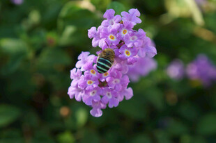 紫花上的蜜蜂