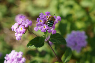 蜜蜂采蜜于紫色小花间
