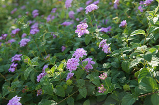 紫色小花绽放绿意间