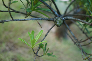 枝头嫩叶与刺的自然景象