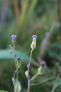 紫色小花绽放于草丛间