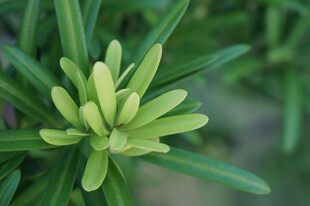 嫩绿丛生植物特写