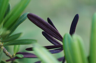 紫绿相间的植物叶片特写