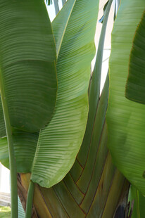 宽大翠绿的香蕉树叶片