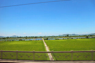 田园风光中的乡间小路