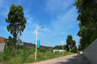 乡村小路旁的绿树蓝天