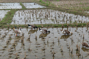 稻田中鸭子
