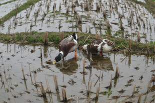 稻田中觅食的几只鸭子