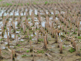 水稻收割后稻田